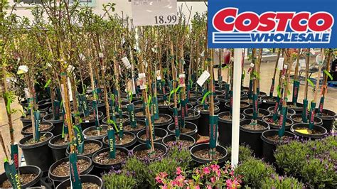 BEST 6. . Costco fruit trees 2023